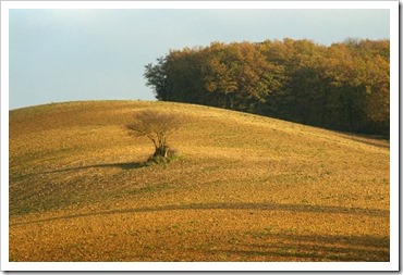 Arbre qui cache la foret